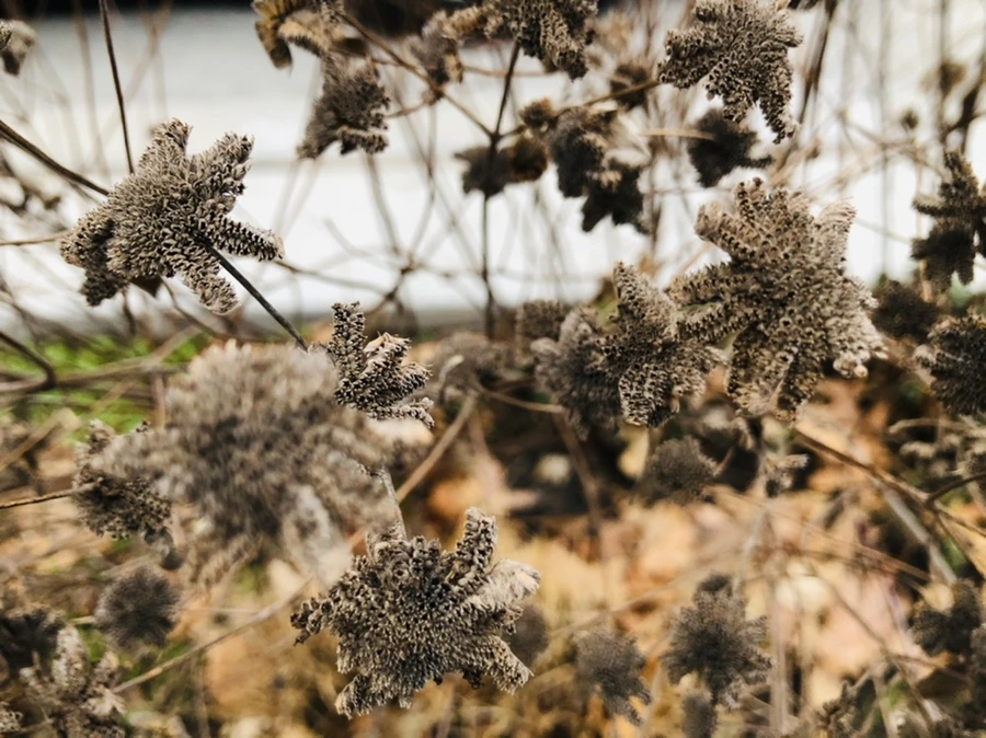 IMG_9348.jpg?type=w966