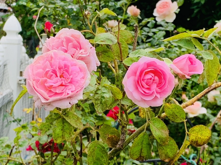 IMG_6066.jpg?type=w966