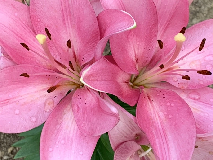 IMG_5868.jpg?type=w966