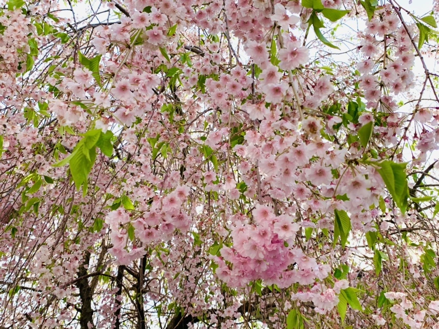 IMG_6697.jpg?type=w966