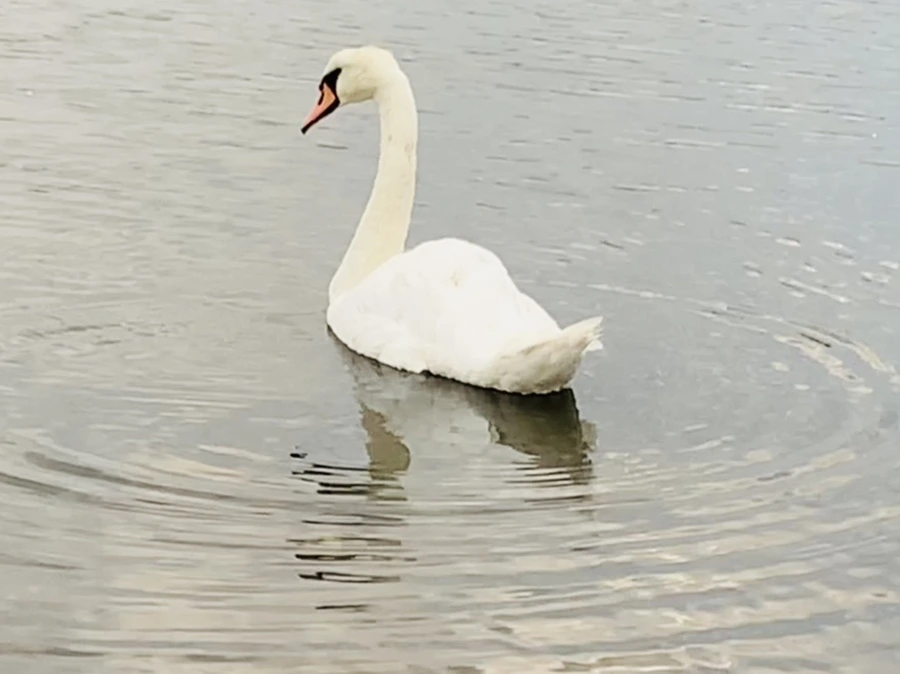 IMG_0352.jpg?type=w966