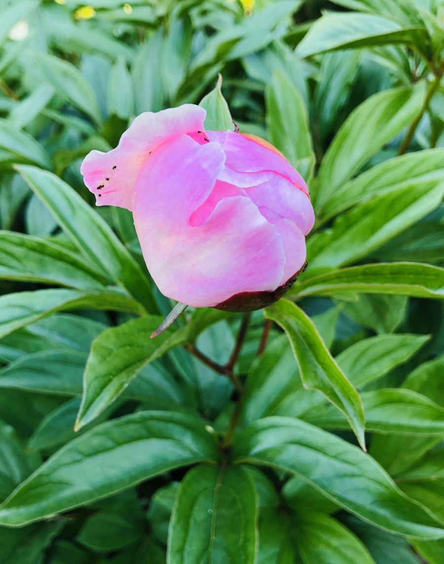 IMG_7674.jpg?type=w966