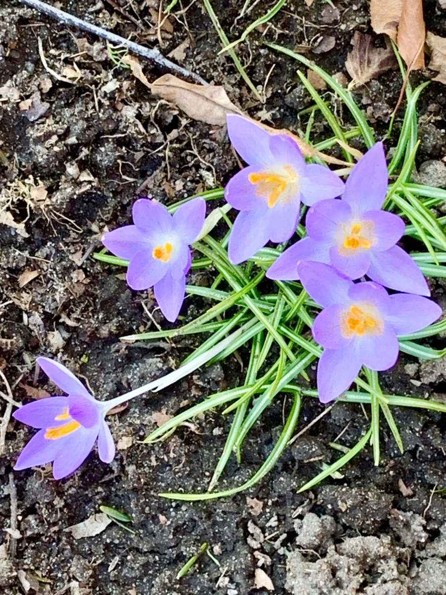 IMG_7047.jpg?type=w966