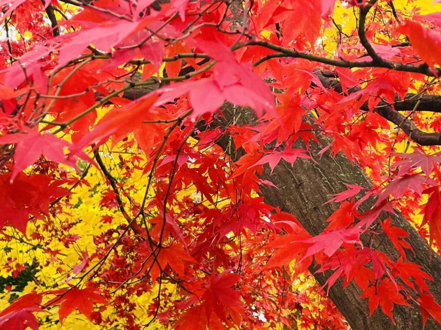 IMG_4410.jpg?type=w966