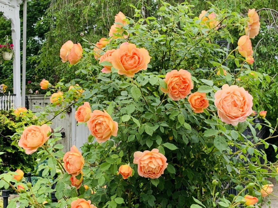 IMG_5285.jpg?type=w966