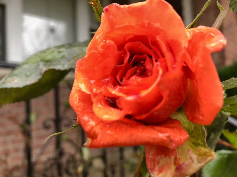 IMG_8096.jpg?type=w966