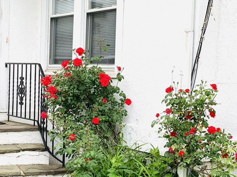 IMG_4848.jpg?type=w966