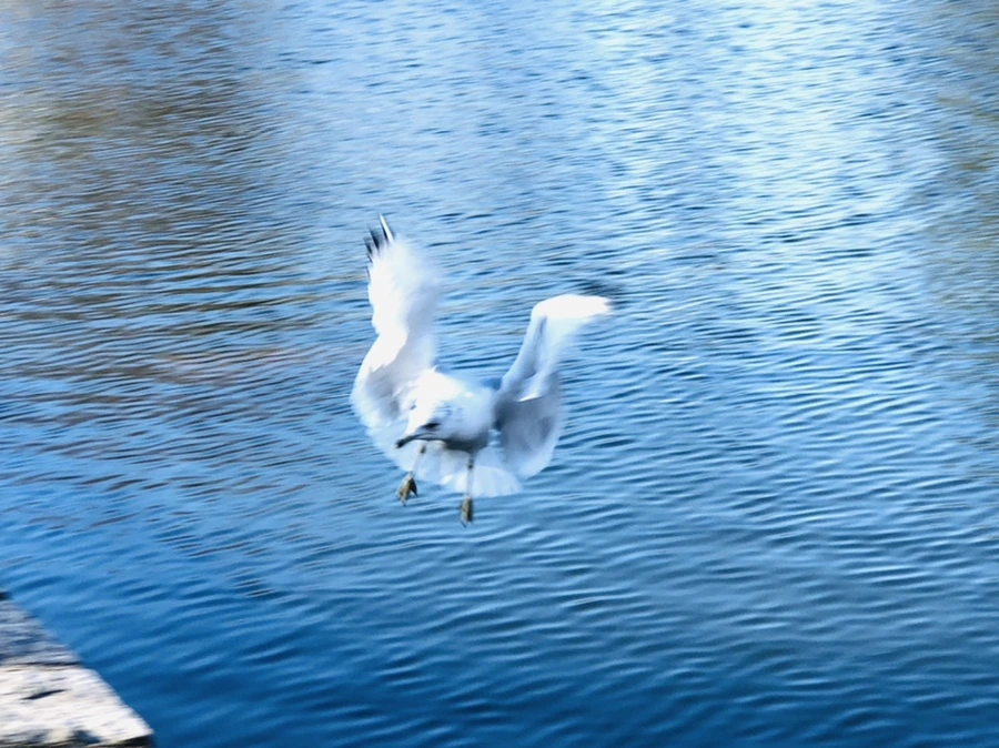 IMG_9695.jpg?type=w966