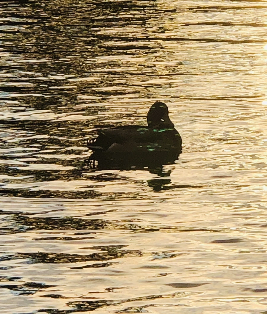 IMG_4426.jpg?type=w966