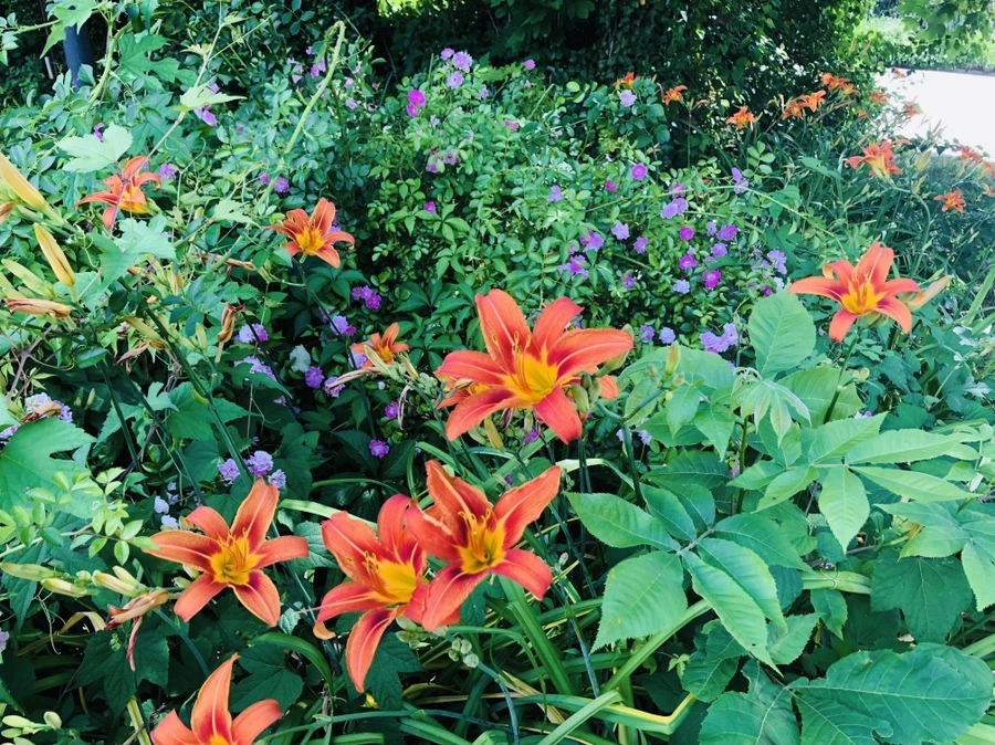 IMG_0004.jpg?type=w966