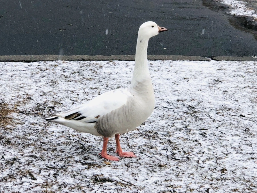 IMG_5914.jpg?type=w966