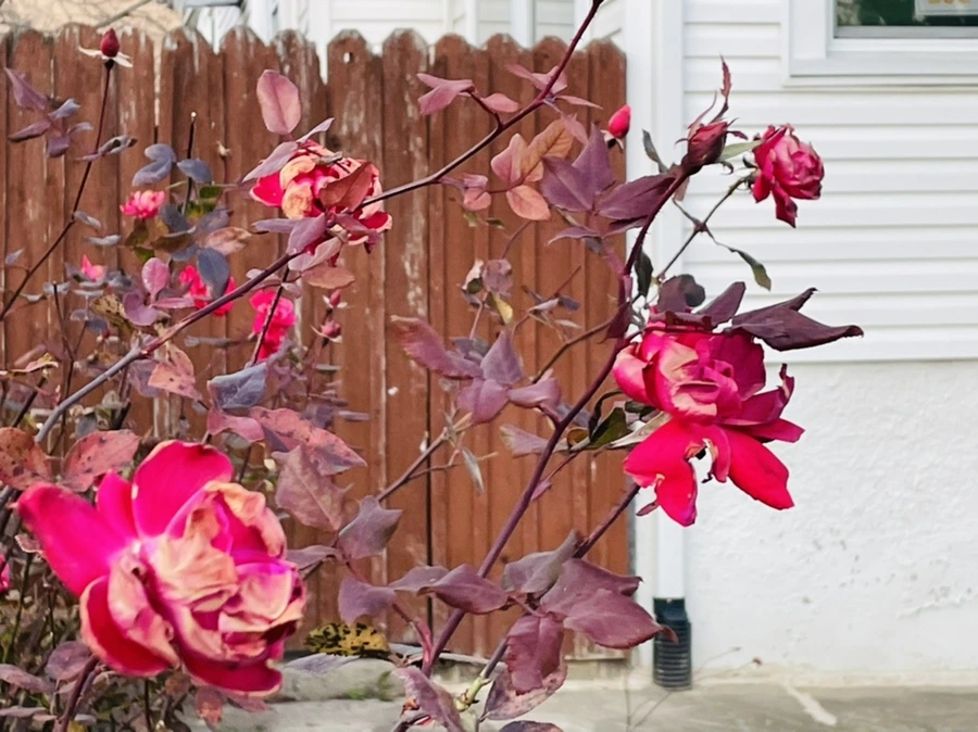 IMG_7529.jpg?type=w966