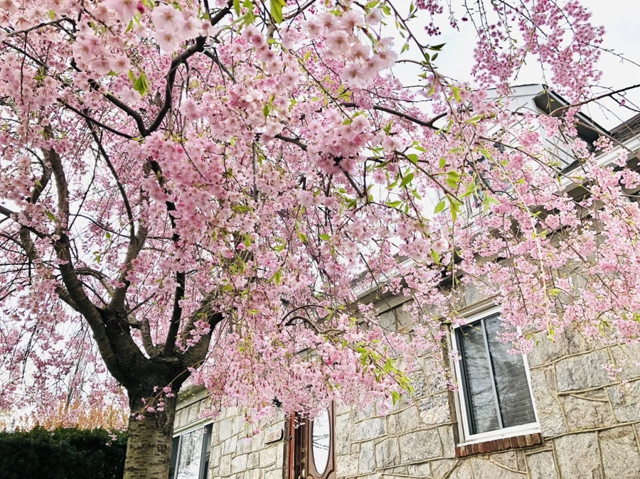 IMG_3185.jpg?type=w966