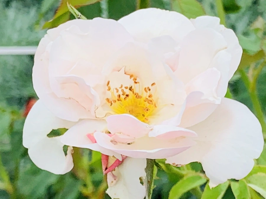 IMG_9496.jpg?type=w966