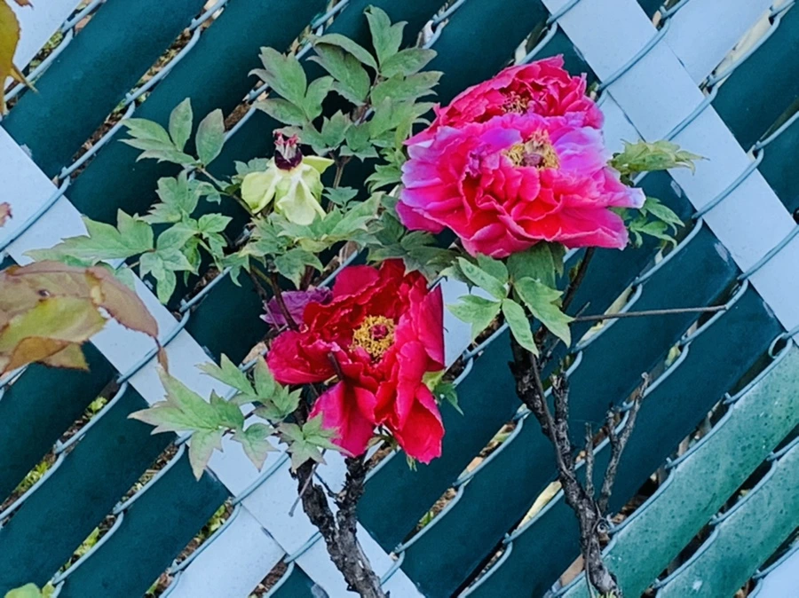 IMG_1996.jpg?type=w966