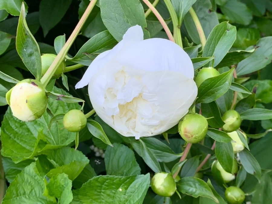 Nh23UnburbgxZIEnsO92yjYWitY