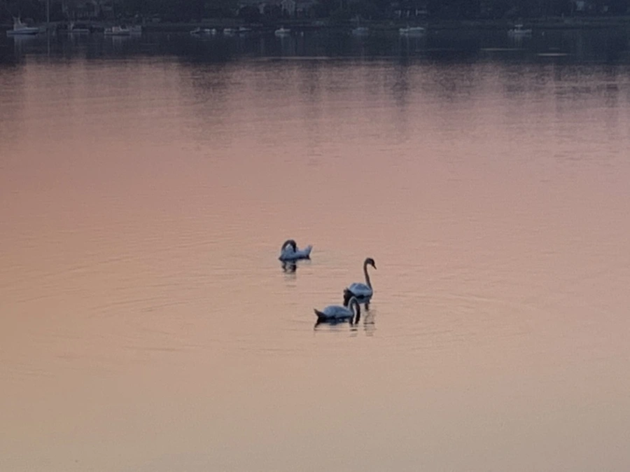 IMG_2039.jpg?type=w966