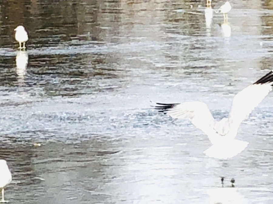 IMG_2136.jpg?type=w966