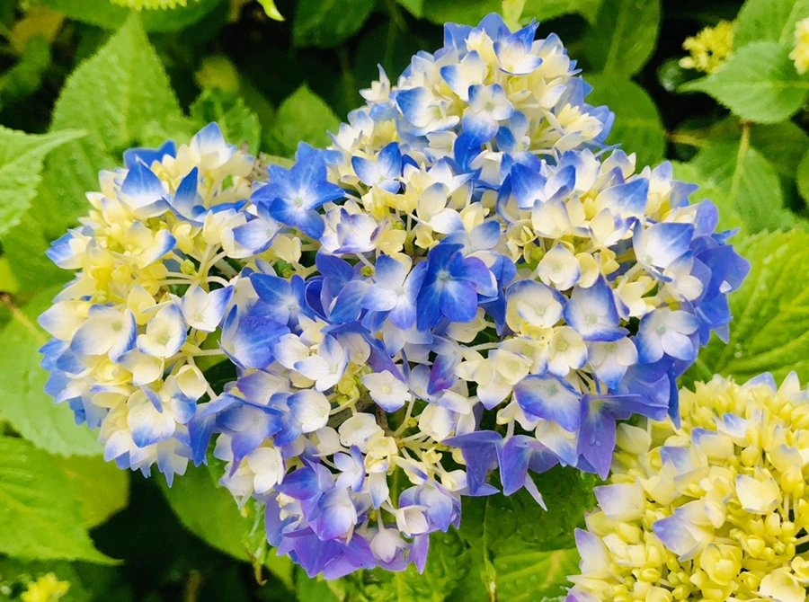 IMG_8144.jpg?type=w966