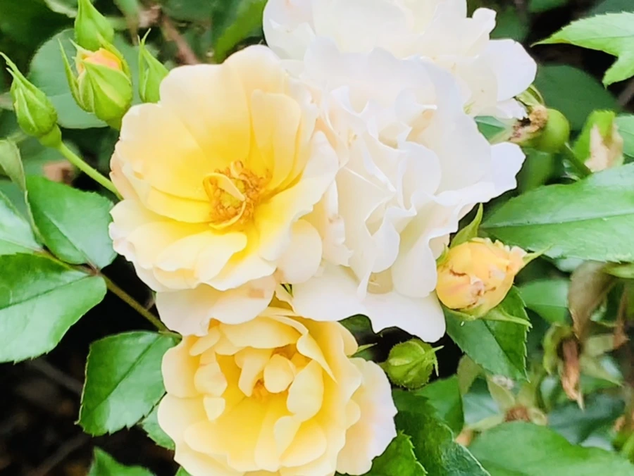 IMG_5887.jpg?type=w966