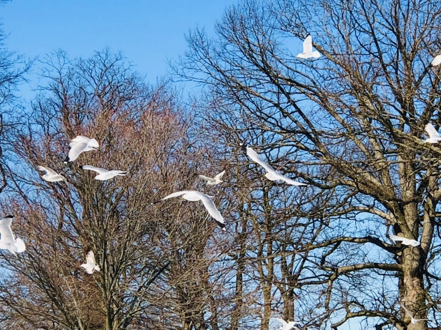 IMG_4790.jpg?type=w966