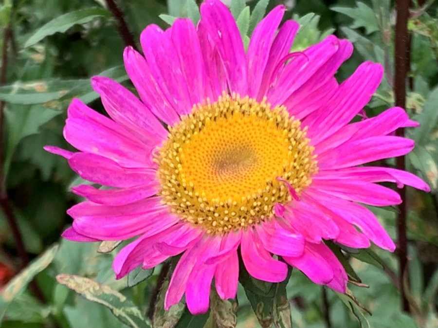 IMG_5896.jpg?type=w966