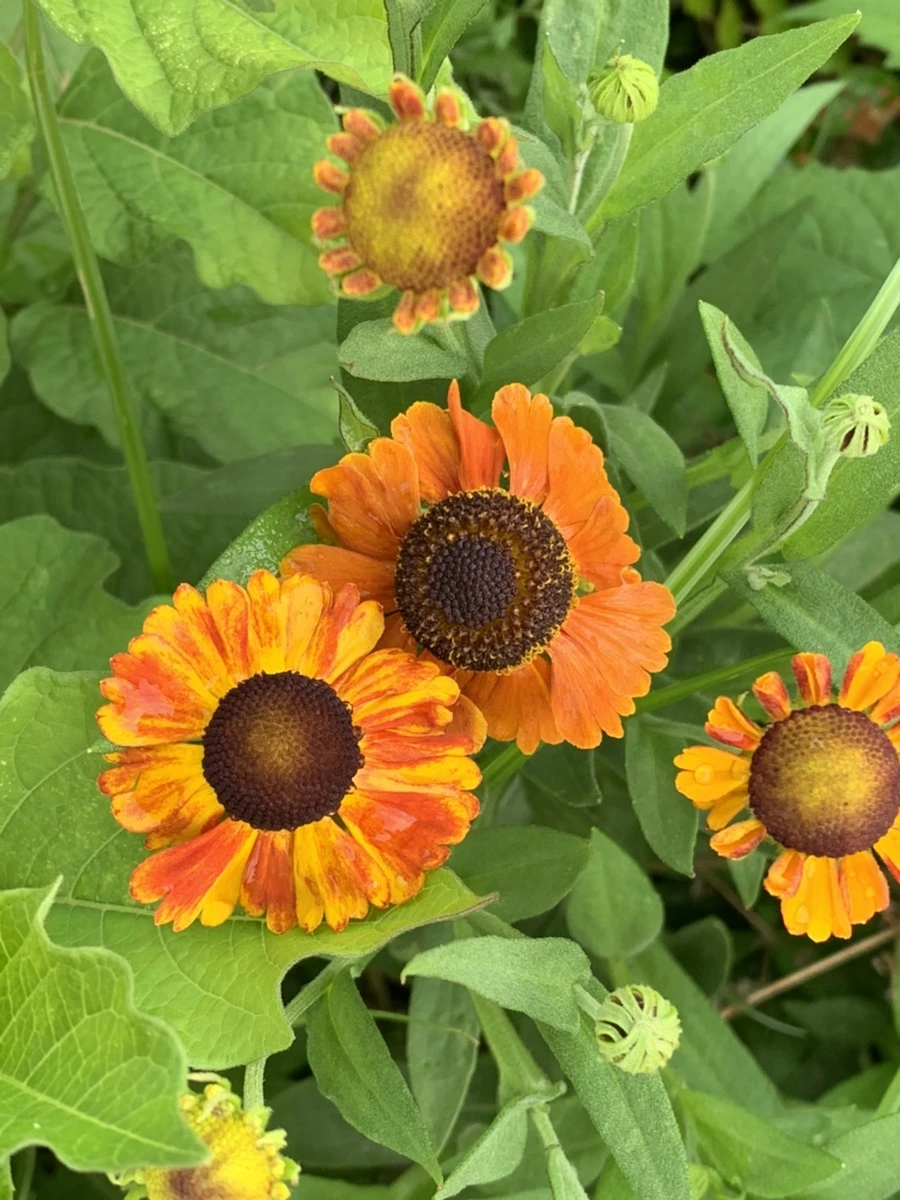 IMG_5033.jpg?type=w966