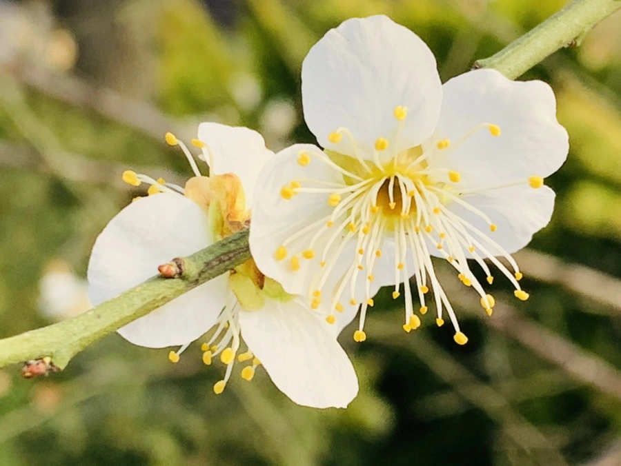 IMG_0247.jpg?type=w966