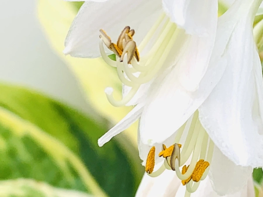 IMG_5856.jpg?type=w966