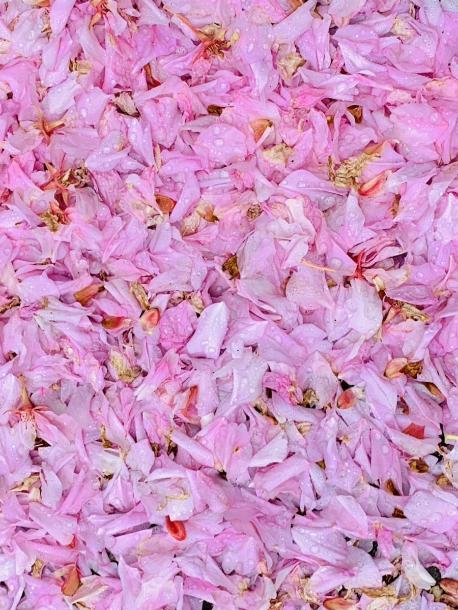 IMG_7270.jpg?type=w966