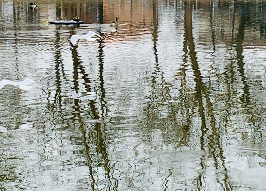 IMG_3825.jpg?type=w966