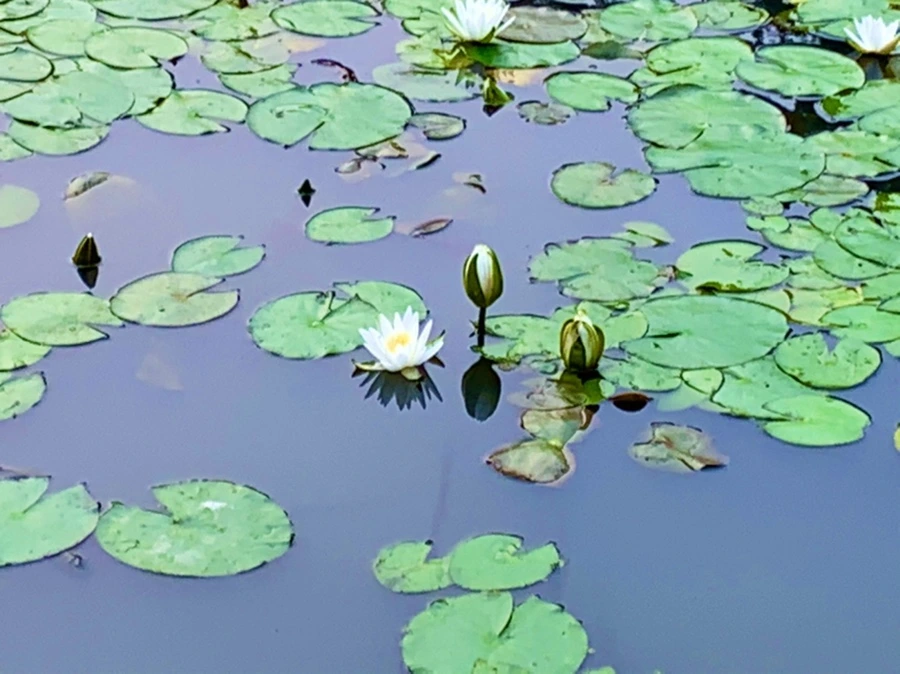 IMG_8279.jpg?type=w966