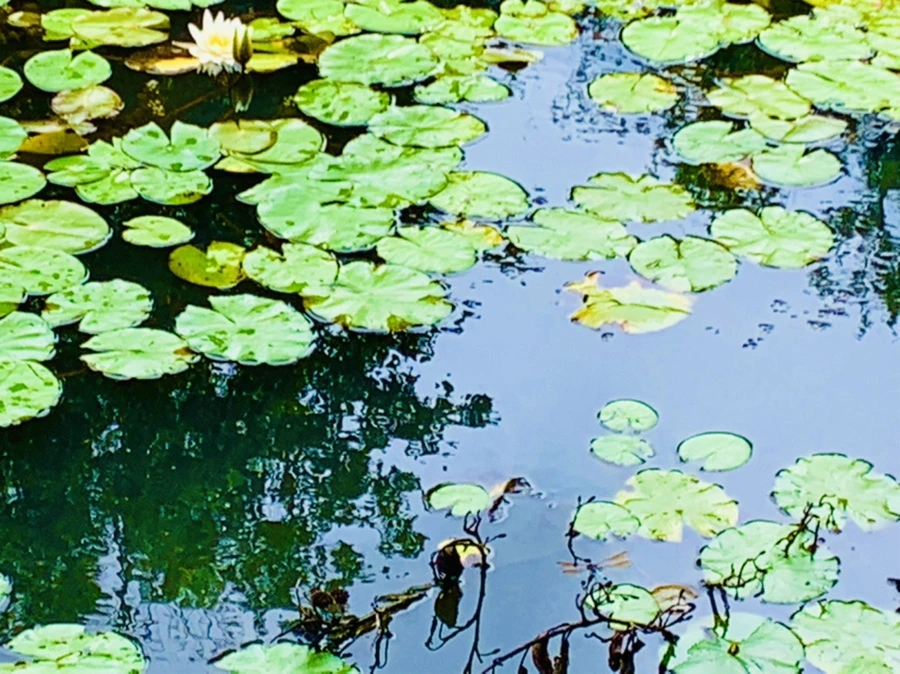 IMG_9275.jpg?type=w966