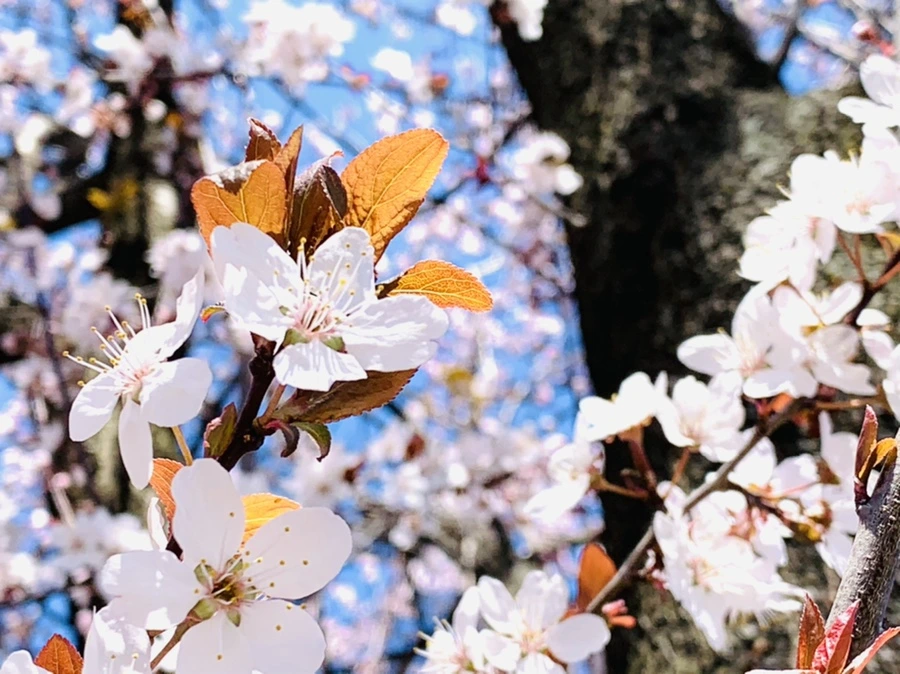 IMG_7998.jpg?type=w966