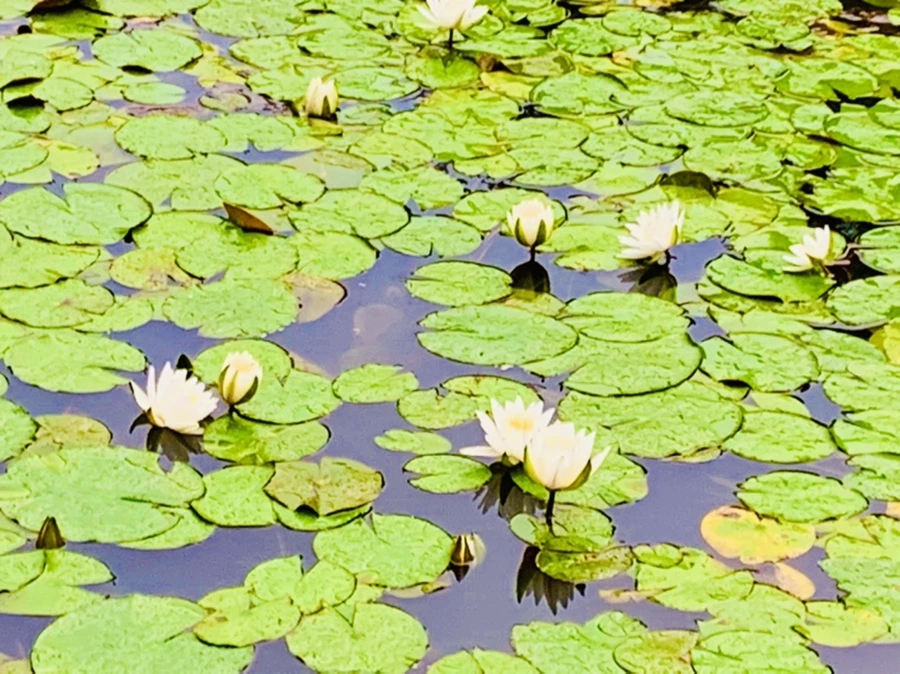 IMG_8355.jpg?type=w966