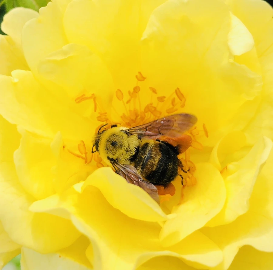 IMG_5684.jpg?type=w966