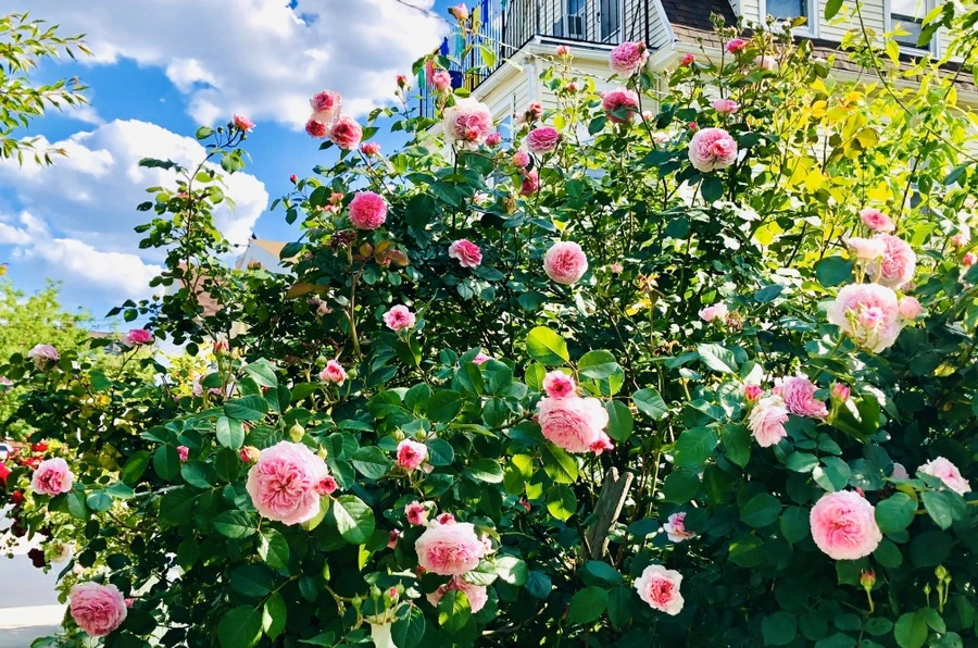 IMG_7636.jpg?type=w966