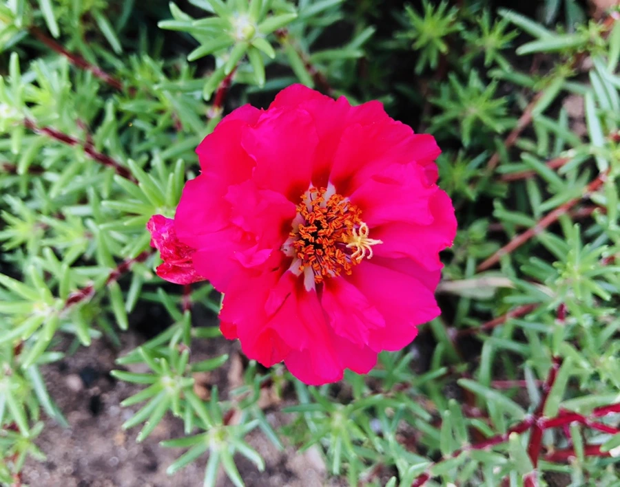 IMG_1454.jpg?type=w966