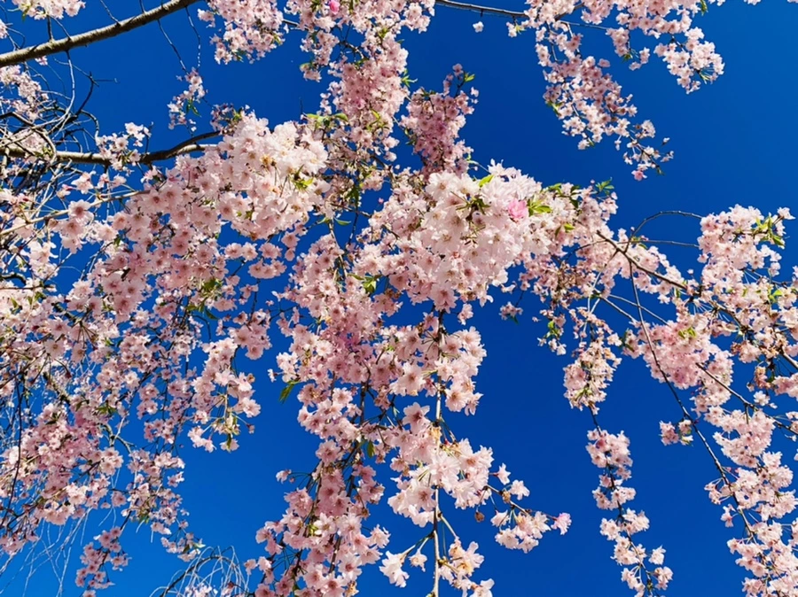 IMG_4127.jpg?type=w966