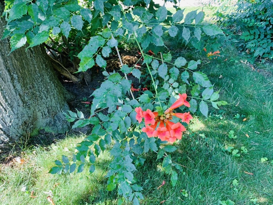 IMG_8703.jpg?type=w966