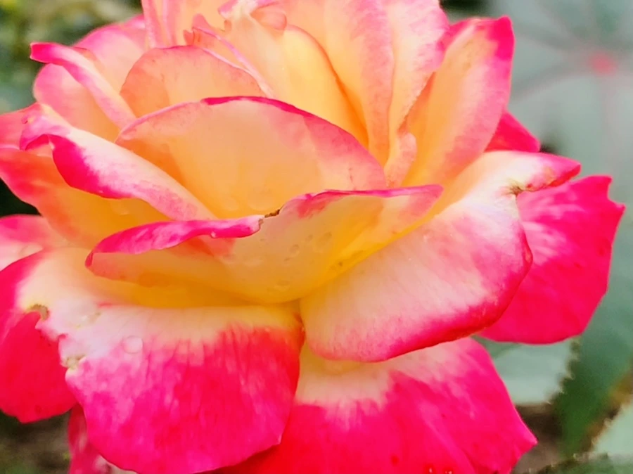 IMG_6957.jpg?type=w966