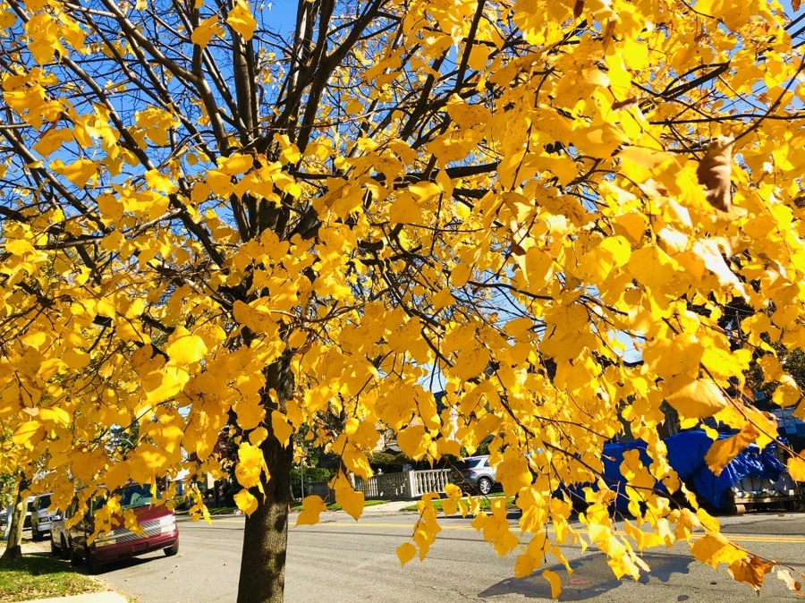 IMG_4149.jpg?type=w966