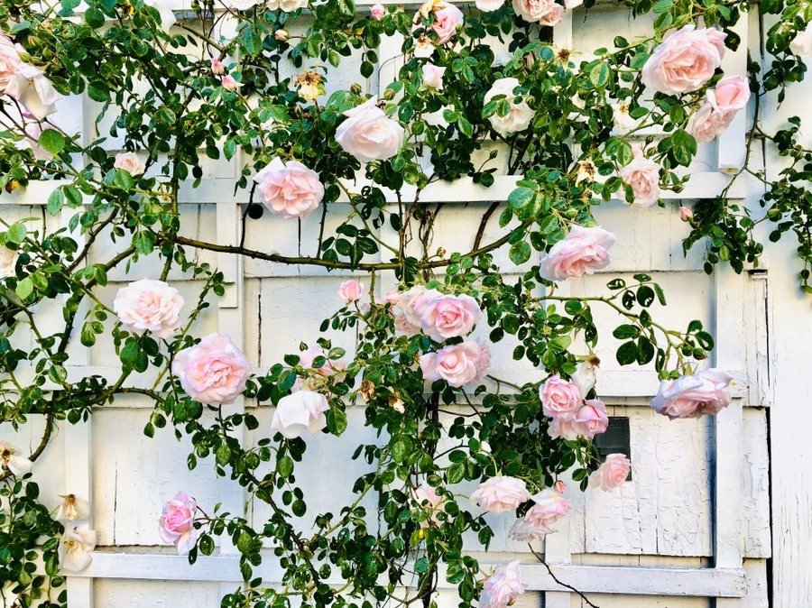 IMG_8227.jpg?type=w966