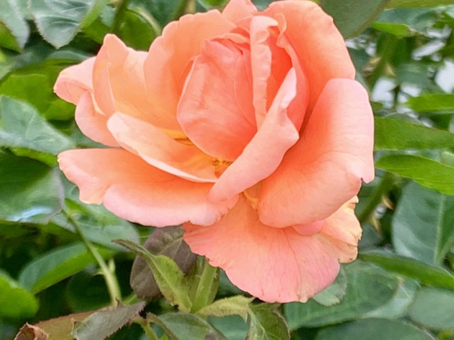 IMG_5474.jpg?type=w966