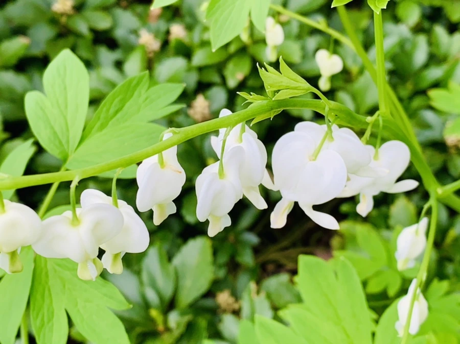 IMG_6095.jpg?type=w966