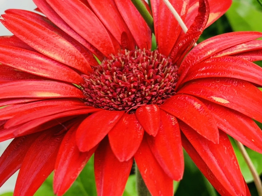 IMG_7269.jpg?type=w966