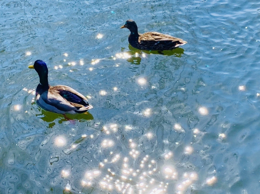 IMG_9399.jpg?type=w966