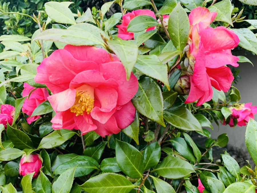 IMG_6238.jpg?type=w966