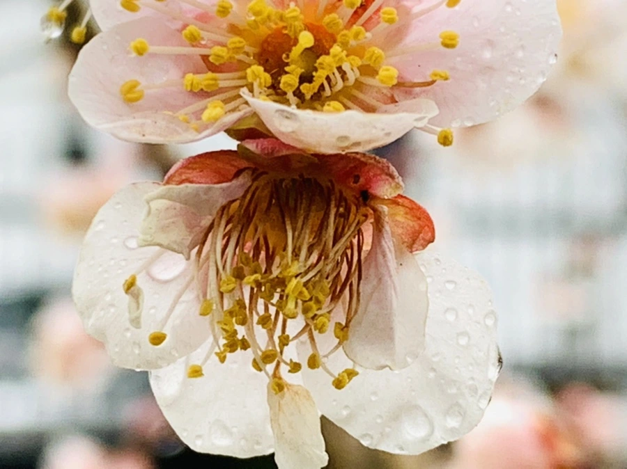 IMG_1906.jpg?type=w966