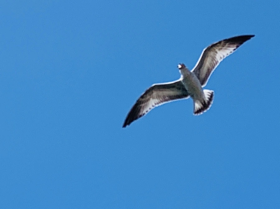 IMG_9309.jpg?type=w966